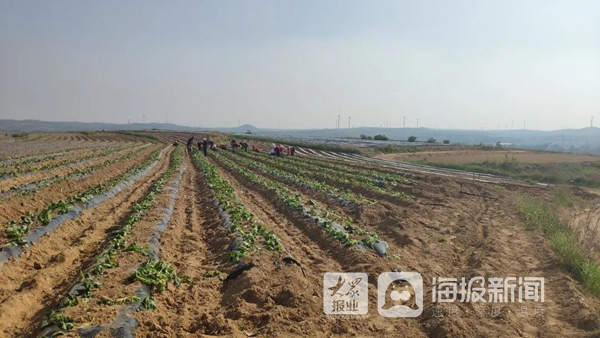 齐山镇未来繁荣蓝图，最新发展规划揭秘