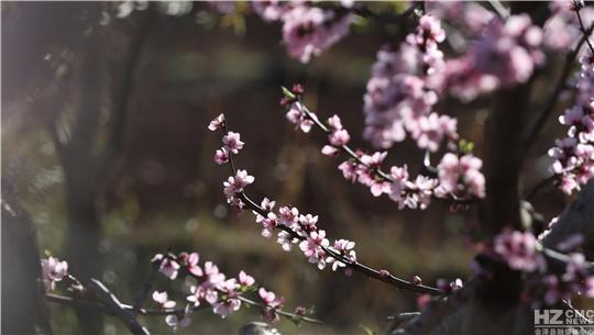 乌龙村的新领导风采