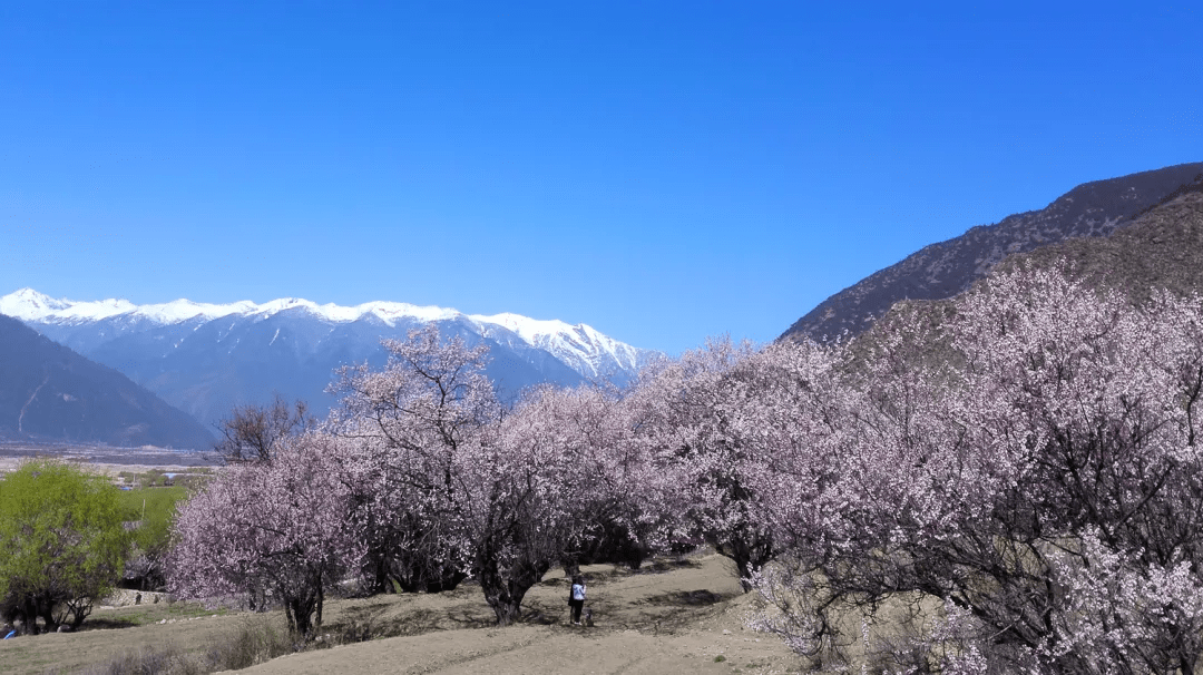 冲嘎村新项目启动，乡村振兴新动力澎湃前行