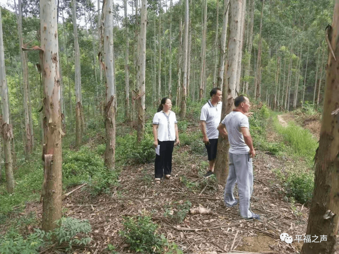 思古龙村新项目，乡村振兴与现代科技的融合典范