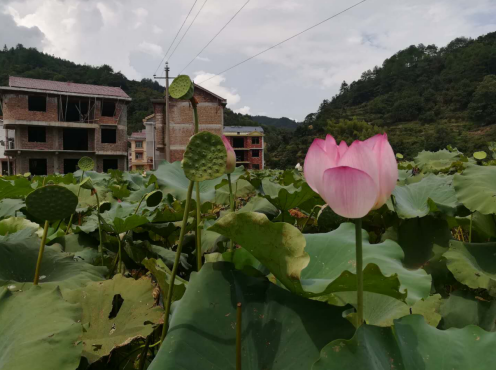 丹达村新项目，乡村振兴的新动力源泉