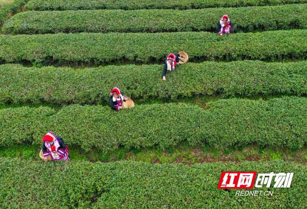 棉花坪瑶族乡最新新闻速递