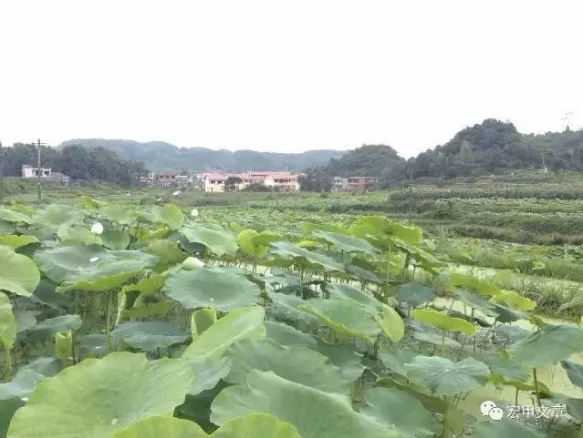 藕塘村最新项目，引领乡村发展的典范之作